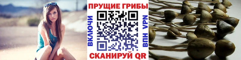 Купить где  Новоржев  Псилоцибиновые грибы GOLDEN TEACHER 